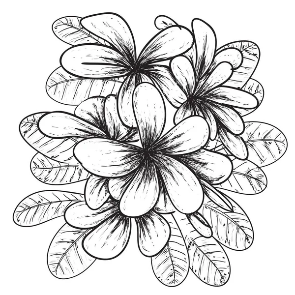 Ilustración Vectorial Flor Plumeria Garabato Blanco Negro Simple — Vector de stock