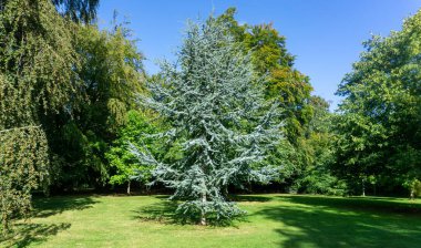 Cedrus Atlantica Glauca ağacı, aynı zamanda Mavi Atlas Cedar olarak da bilinir yapraklar gibi iğneli büyük yeşil bir sedir ağacı, burada park alanında görülür..