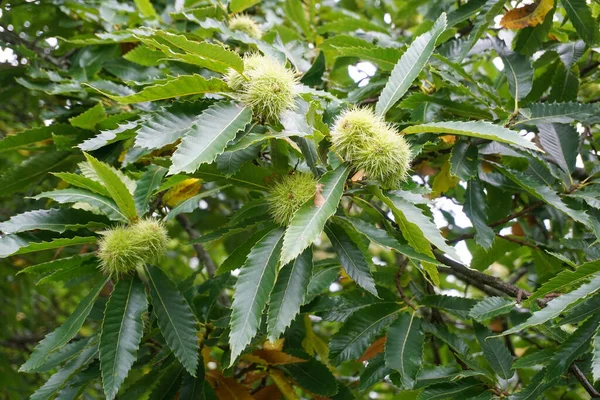 Ippocastano Con Gruppo Castagne Mature — Foto Stock