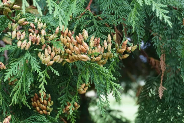 Detailní Záběr Kužely Thuja Plicata Západní Červený Cedr — Stock fotografie