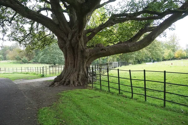 The enormous syscamore tree in the Farmleigh estate in West Dublin.