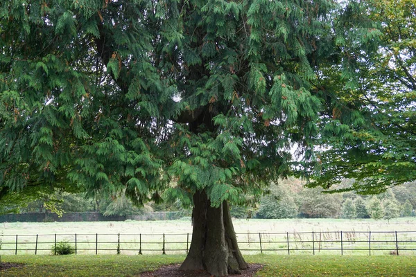 a western red cedar tree (thuja plicata), on the Farmleigh Estate in West Dublin, Ireland. The tree was originally planed in 1877.