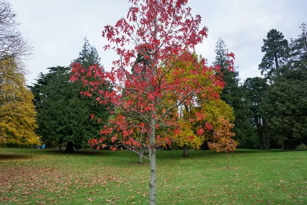 A young Sweet Gum Tree in a parkland setting.
