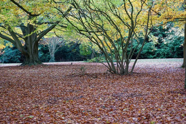 Herfst Het Phoenix Park Dublin Ierland Met Grond Bedekt Met — Stockfoto