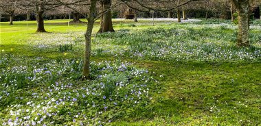 İrlanda, Dublin 'deki Farmleigh Malikanesi' nde bahar mevsimi. Zemin şakayık ve nergislerle kaplı..