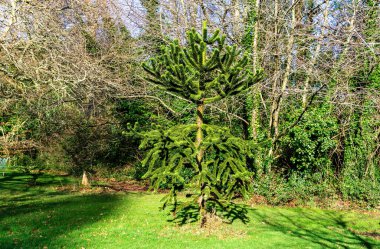 Araucaria Araucana 'da bir Maymun Bilmece Ağacı, park alanında görülmüş.. 