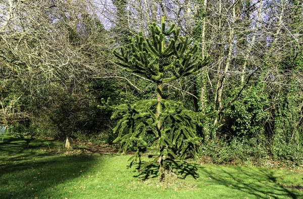 Een Aap Puzzel Boom Araucaria Araucana Hier Gezien Een Parklandschap — Stockfoto