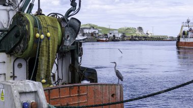 Bir balıkçıl Howth, Dublin, İrlanda 'da bir balıkçıl teknesine tünemiş bir sonraki yemeğini arıyor.. 