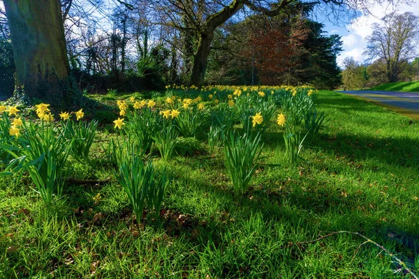 Daffodils Volle Bloei Een Bosrijke Omgeving Dublin Ierland — Stockfoto