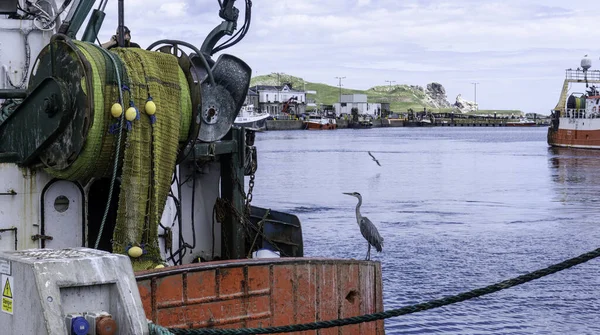 Volavka Sedící Trawleru Howth Dublin Irsko Hledající Své Další Jídlo — Stock fotografie