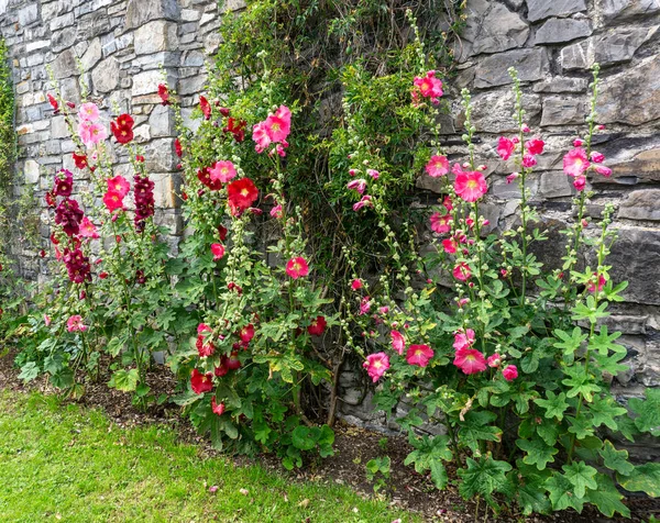 Dublin, İrlanda 'da eski bir tuğla duvarda büyüyen renkli bir çiçek grubu...
