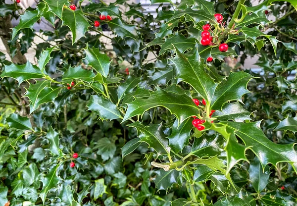 一种普通的冬青属植物 叶绿素 红色的浆果色彩艳丽 冬青与圣诞节有关 — 图库照片