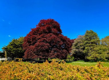 Bakır Kayın Ağacı 'nın (Fagus Sylvatica Swat Magret) muhteşem renkleri Corcagh Park, Clondalkin, İrlanda parkındaki manzaraya hakim..,
