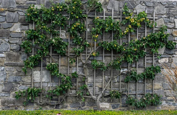 Espalier Treinou Macieira Com Maçãs Amadurecendo Que Crescem Encontro Uma — Fotografia de Stock