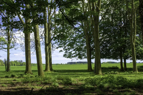 Een Bos Van Bomen Dublin Phoenix Park Ierland — Stockfoto