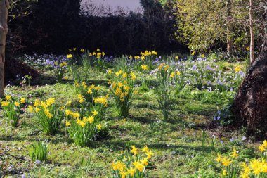 Çiçek açan nergis çiçekleri küçük bir bahçede minyatür paskalya çiçekleri.