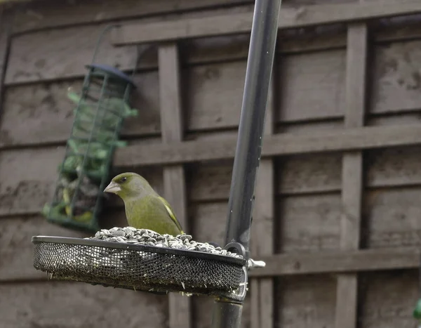 Ein Grüner Vogel Wacht Über Die Sonnenblumenherzen Vogelfutterhäuschen — Stockfoto