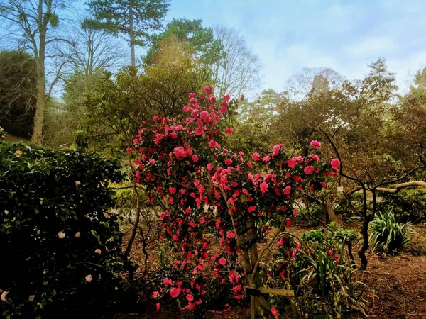 Een Roze Camelia Plant Volle Bloei — Stockfoto