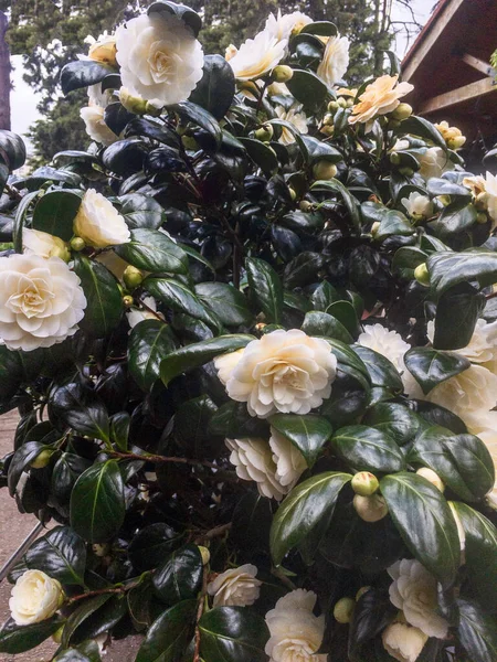 Uma Planta Camélia Japonica Com Muitas Flores Brancas Plena Floração — Fotografia de Stock