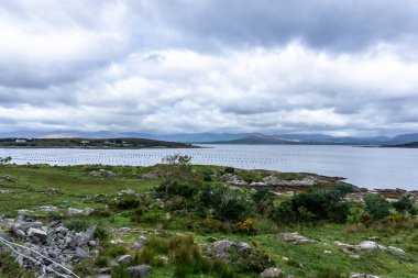 İrlanda 'nın Kerry ilçesindeki Beara Yarımadası' nda Derryvegal yakınlarında bir midye çiftliği..