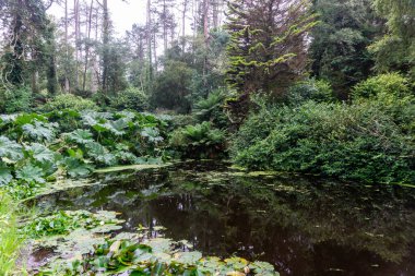 İrlanda 'nın Kerry ilçesindeki Kells Bay Gardens' ta geniş yapraklı silah fabrikaları ile çevrili küçük bir göl..
