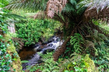 Kells, Kerry, İrlanda 'daki tropikal Kells Körfezi Bahçeleri' nden akan Deligeenagh Nehri..