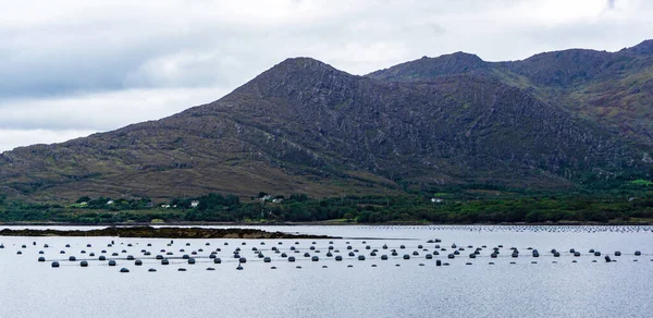 Una Granja Mejillones Península Beara Condado Kerry Irlanda —  Fotos de Stock