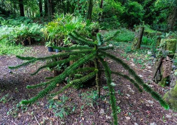 Araucaria Araucana adında küçük bir yapboz ağacı., 
