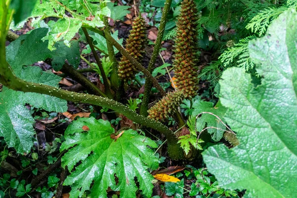 Fruto Rojo Otoñal Del Pico Floreciente Planta Gunnera Que Difunde —  Fotos de Stock