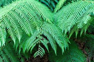 Gümüş eğreltiotu ağacının yaprağına yakın çekim.
