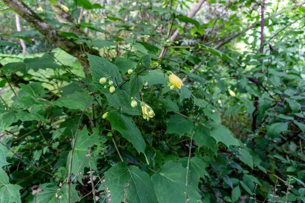 Kirengeshoma Palmata Una Pianta Con Grandi Foglie Palmate Fiori Gialli — Foto Stock