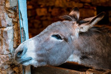 Gri bir eşek ahırının penceresinden dışarı bakar ve yiyecek arar.