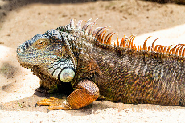 Красочный игуана пытается загореть на солнце, ожидая его полет обед
