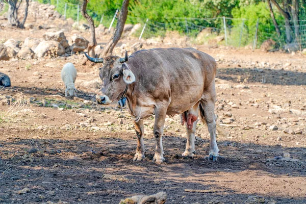 A beautiful brown cow shelters from the sun under the shade of a large tree.