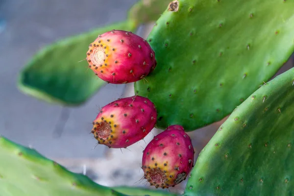 Tres Peras Espinosas Frutos Fucsia Las Hojas Verdes Cactus —  Fotos de Stock