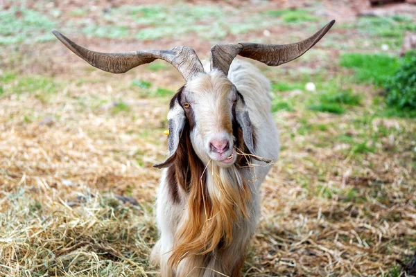大きな角を持つ白と茶色のヤギは 偉大な味を持つ干し草を噛む — ストック写真