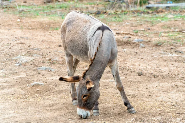 Beautiful Gray Donkey Bends Its Snout Feed Corn Farm Yard — Stock Photo, Image