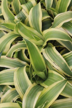 Bahçedeki Doğal Çiçek Bitkileri