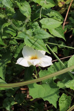 Bahçe Çiçeği Kapanışı ResmiName
