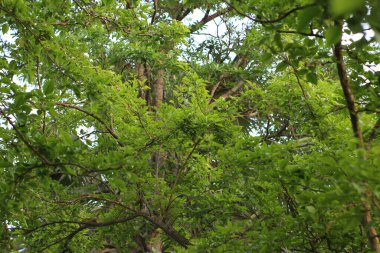  Güzel Doğal Sahne Arkaplanı