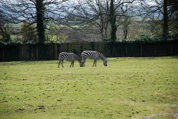 Duas Zebras Bonitas Jovens Pastam Campo Verde — Fotografia de Stock