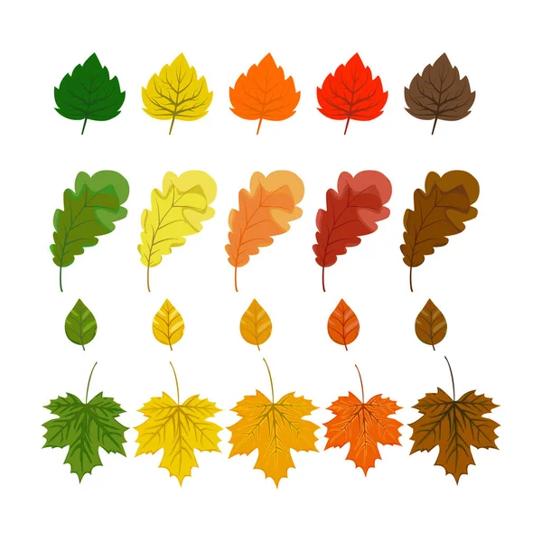 Autumn Leaves Set Oak Leaf Maple Leaf Isolated White Background — Stock Vector