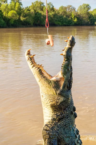 Прыгающий крокодил на реке Аделаида — стоковое фото