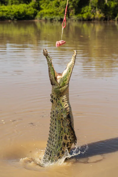 Jumping Crocodile on Adelaide River — Stock Photo, Image