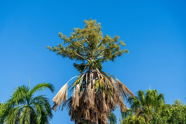 Blossoming cabbage palm