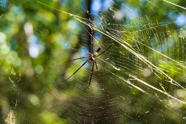 황금빛 거미집 거미 — 스톡 사진