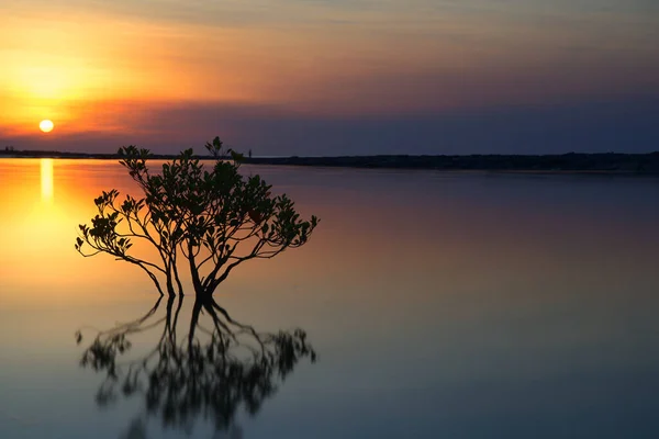 Mangrove ağacı gün batımında nehirde