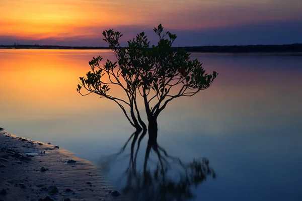 Mangrowe drzewo w rzece o zachodzie słońca — Zdjęcie stockowe