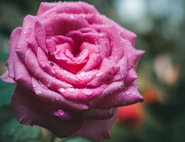 Bahçede su damlaları olan pembe gül