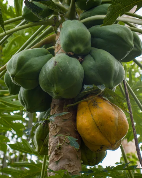 Manojo Papayas Colgando Planta — Foto de Stock